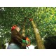 Высоторез телескопический Black+Decker PS7525-QS, 800 Вт, шина 25 см, штанга – 1.74-2.44 м