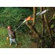 Высоторез телескопический Black+Decker PS7525-QS, 800 Вт, шина 25 см, штанга – 1.74-2.44 м
